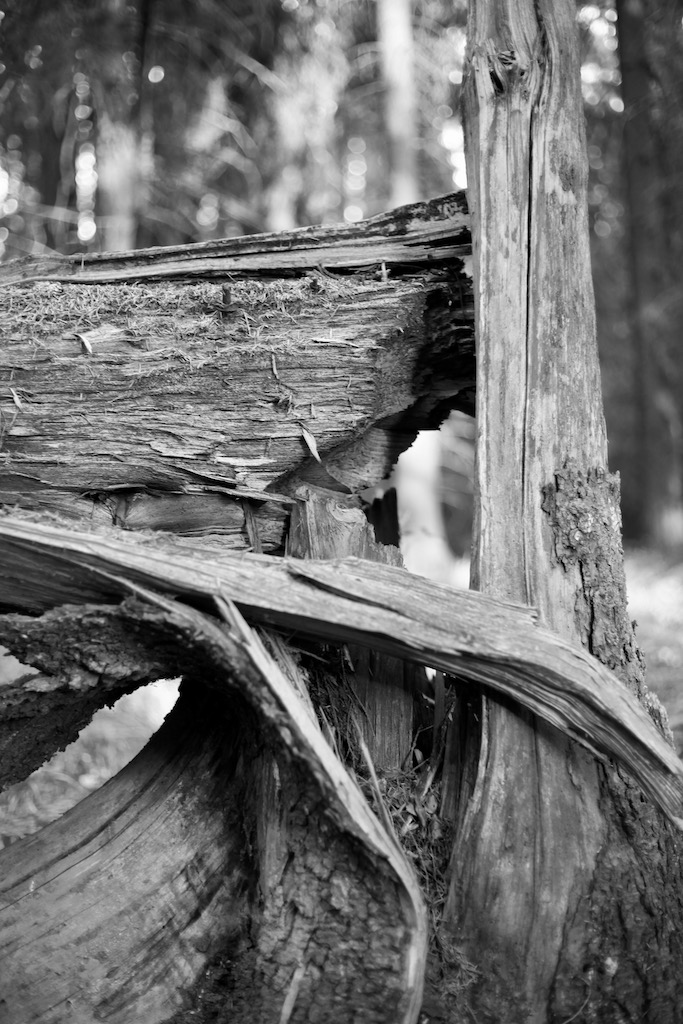 BW photo of old wood